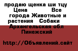 продаю щенка ши-тцу › Цена ­ 10 000 - Все города Животные и растения » Собаки   . Архангельская обл.,Пинежский 